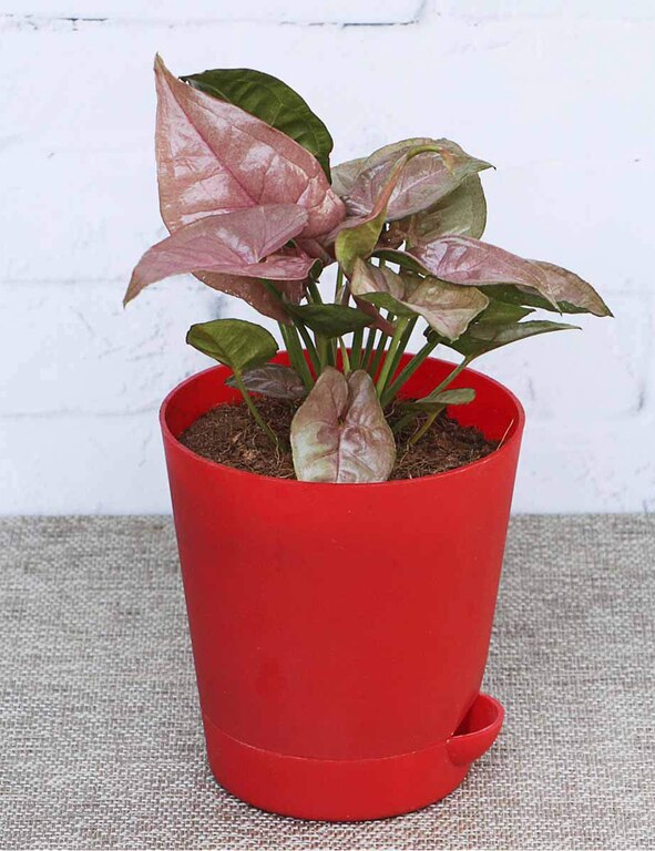 Syngonium Pink Neon Indoor Plant With Self Watering Pot